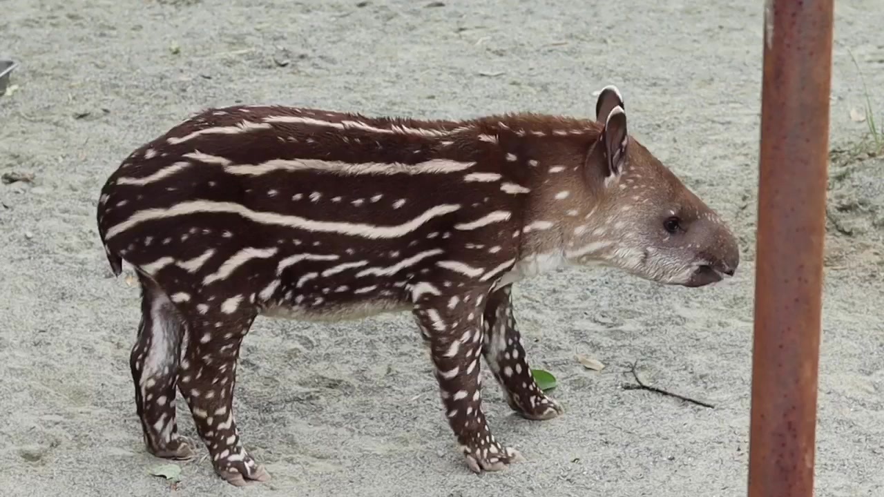 甲府 遊亀公園附属動物園 ブラジルバクのユウキくん 公開初日 ニコニコ動画