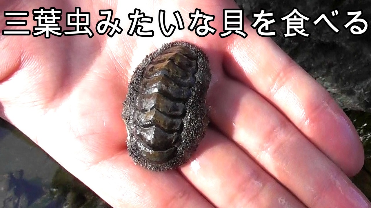 ぴ ヒザラガイを採ったらダンゴムシ 衝撃な貝だった ニコニコ動画