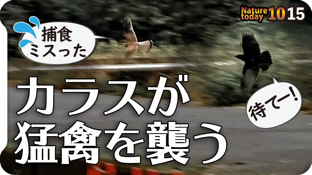 1015 カラスに襲われる猛禽類 チョウゲンボウ的ホバリング モズ高鳴きに鶺鴒三種見分け ヒドリガモのエクリプス カルガモ求愛奇形珍色 鷺が蛙を捕食 今日撮り野鳥動画まとめ 身近な生き物語 1 ニコニコ動画