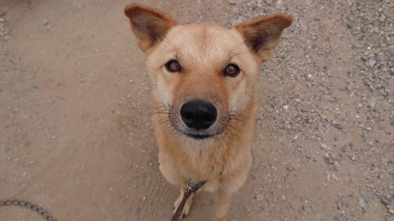 人気の メイリオ 犬 動画 126本 ニコニコ動画