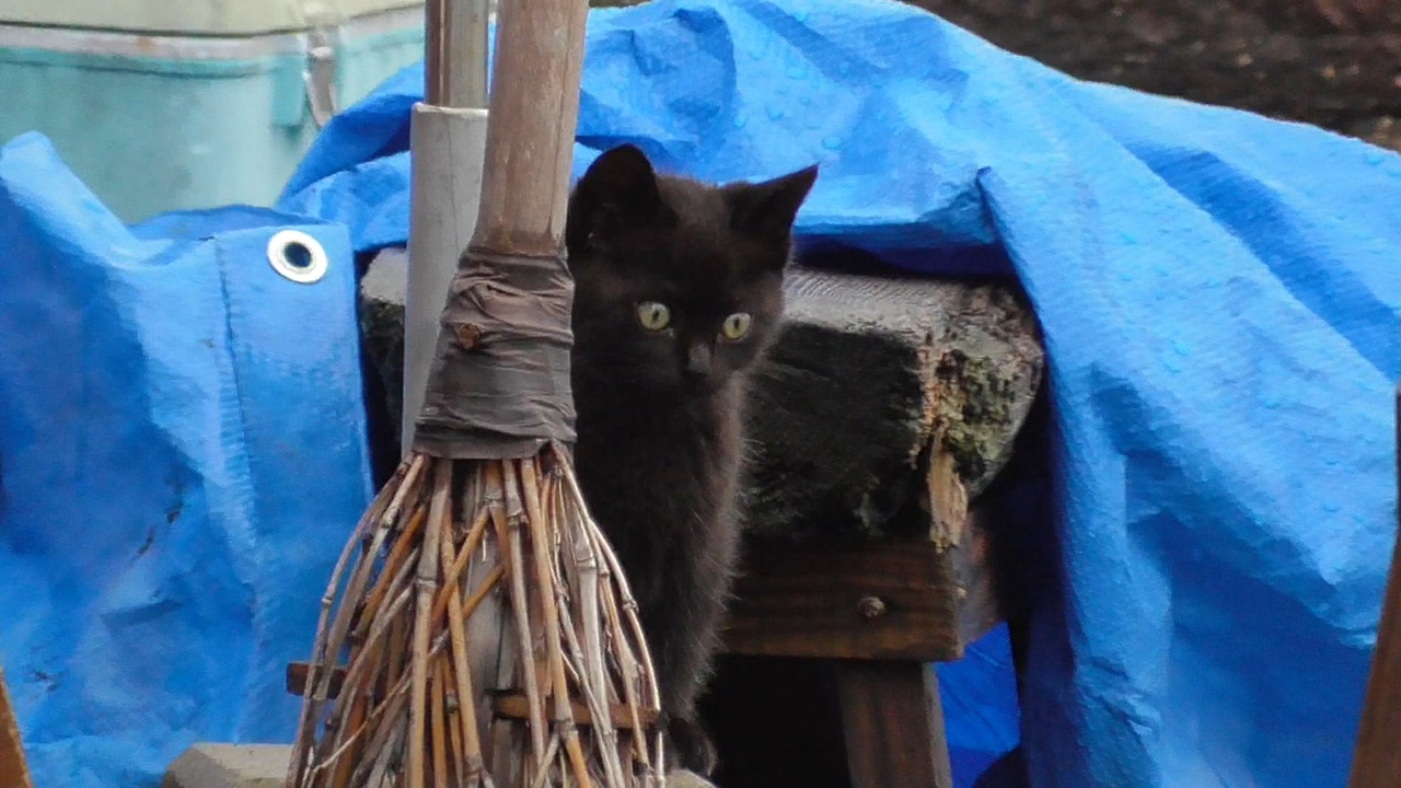 黒猫の腕から白い毛が生えている 野良の子猫 ニコニコ動画