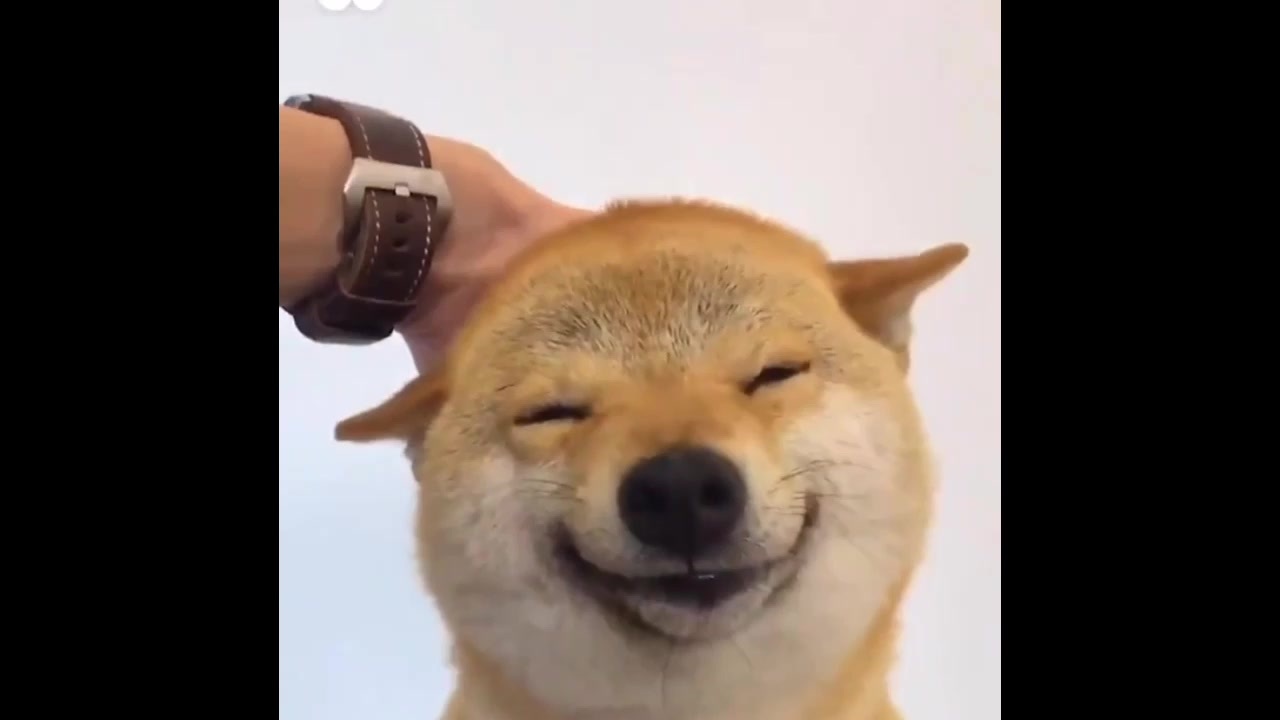 人気の 笑う犬 動画 257本 2 ニコニコ動画