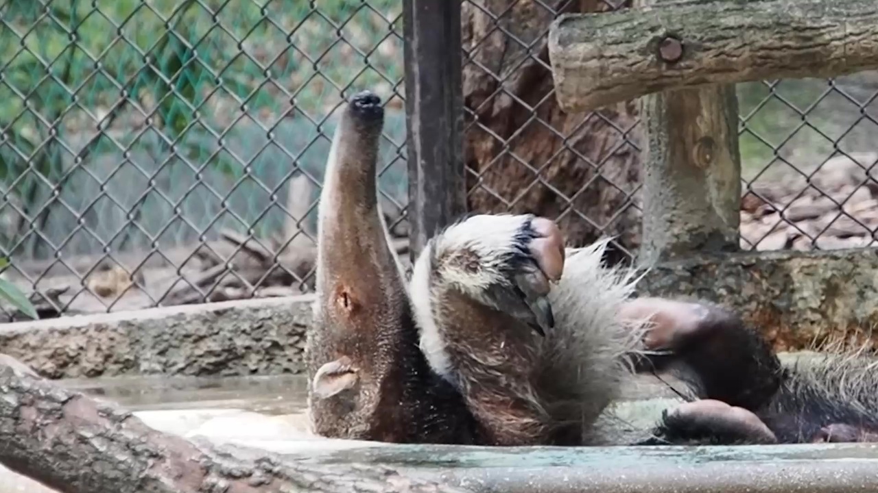 人気の オオアリクイ 動画 23本 ニコニコ動画