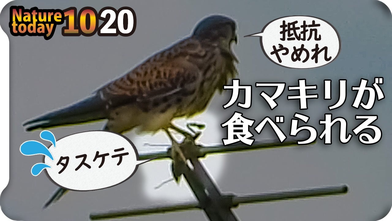 人気の 動物 交尾 動画 338本 6 ニコニコ動画