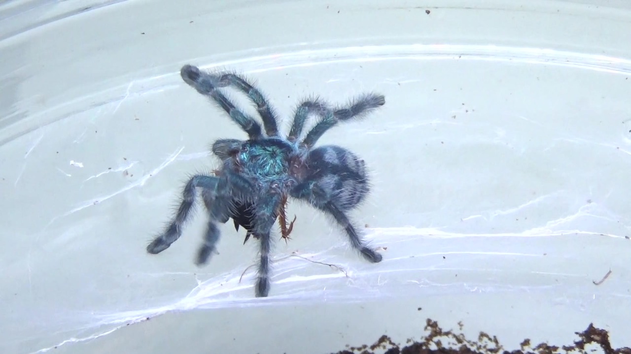 閲覧注意 再編集 タランチュラ ピンクトゥ にミルワームを与えてみた Avicularia Versicolor ニコニコ動画