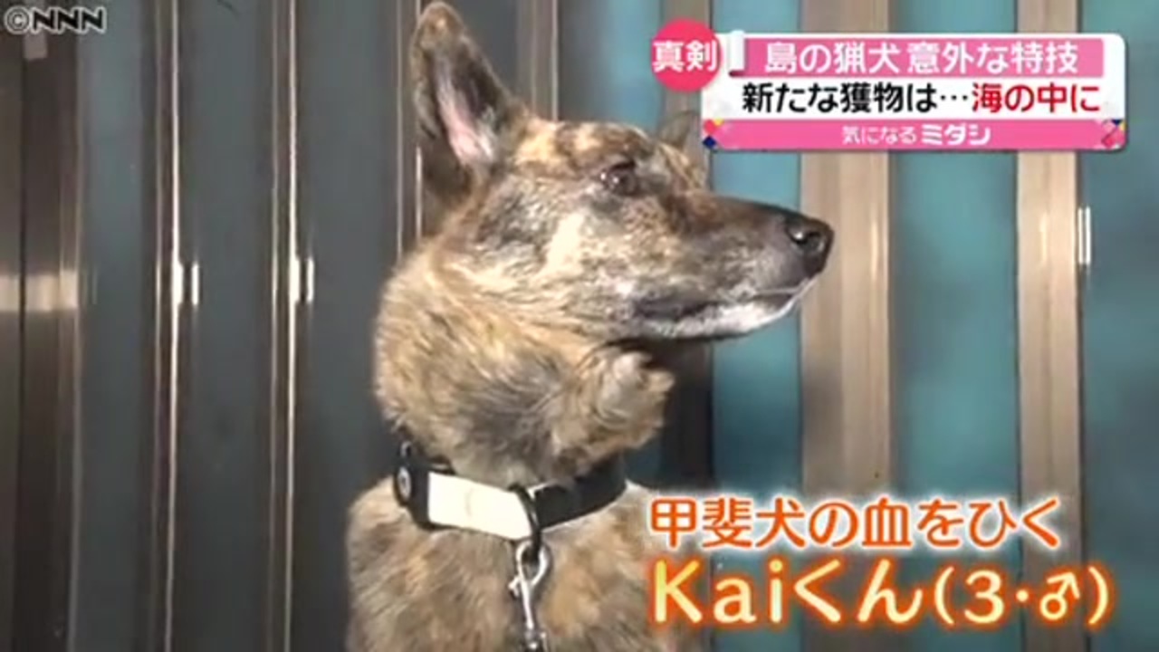 人気の 甲斐犬 動画 62本 ニコニコ動画