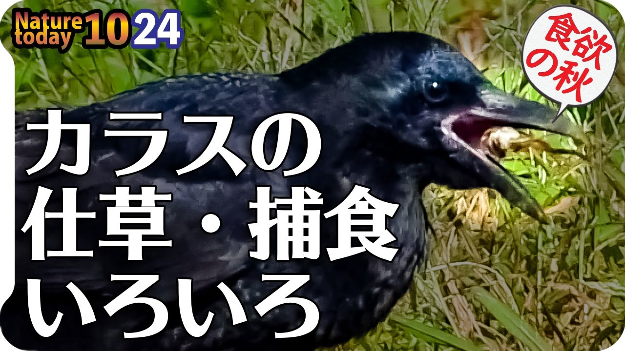 人気の アマガエル 動画 62本 ニコニコ動画