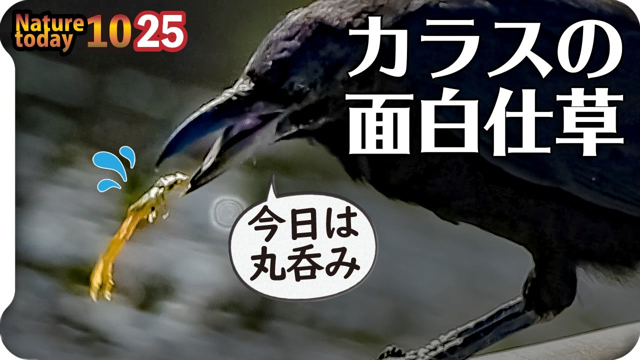 人気の 鳥 カラス 動画 2本 5 ニコニコ動画