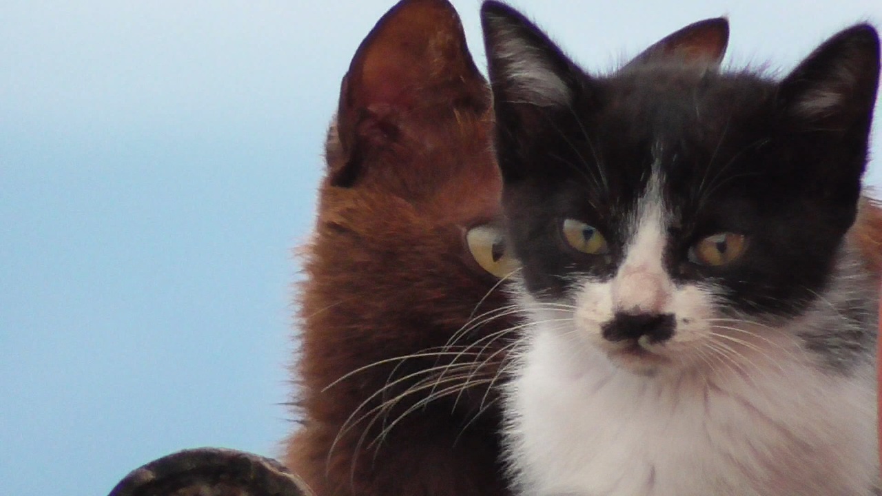 母猫に甘えるけど そろそろ巣立っていきそうな野良の子猫たち ニコニコ動画