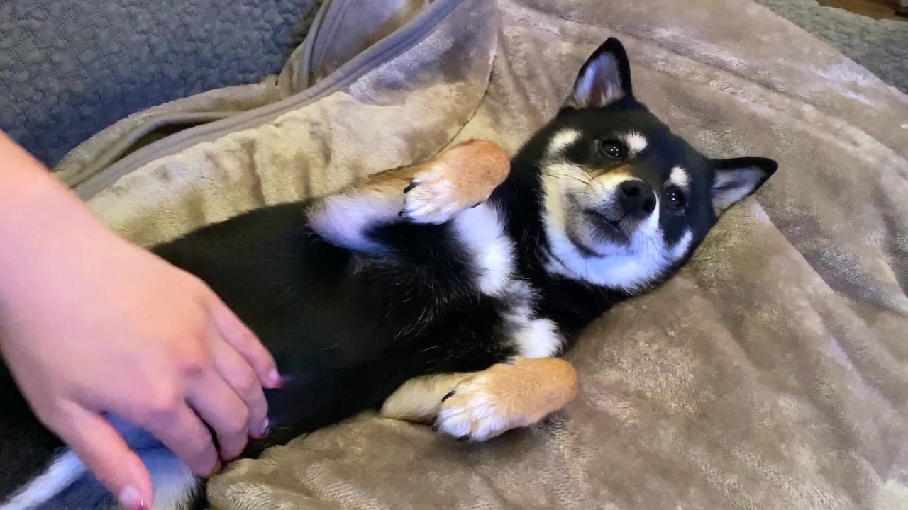 ただただお腹をなでてほしい柴犬 くしゃみ付 Shiba Inu ニコニコ動画