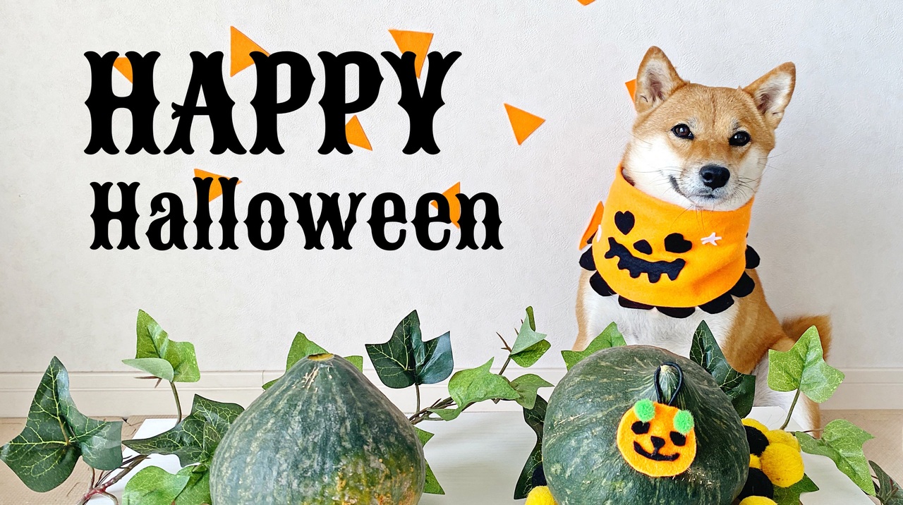 ももっぷ流ハロウィン 柴犬のかぼちゃオバケがお菓子をおねだり ニコニコ動画