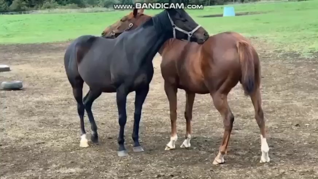 シュシュブリーズとハルダヨリのもひもひ