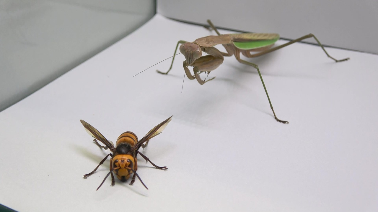 閲覧注意 再編集 オオカマキリにオオスズメバチを与えてみた Tenodera Aridifolia ニコニコ動画