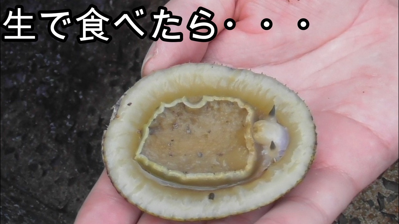 ぴ マツバガイを採って食べる マツバガイ軍艦 ニコニコ動画