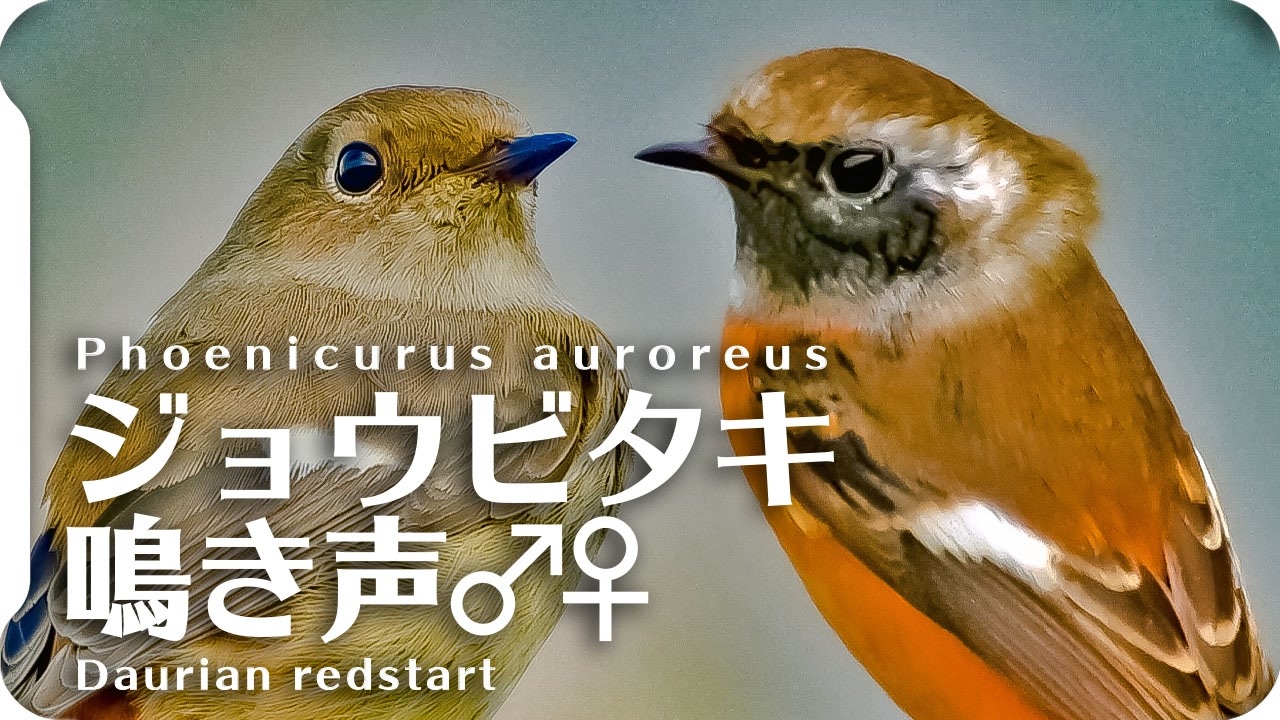 かわいい鳴き声のオレンジ小鳥 ジョウビタキの鳴き声 地鳴き オスとメス ニコニコ動画