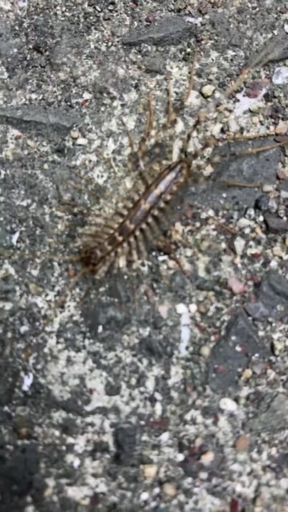 人気の ゲジゲジ 動画 27本 ニコニコ動画