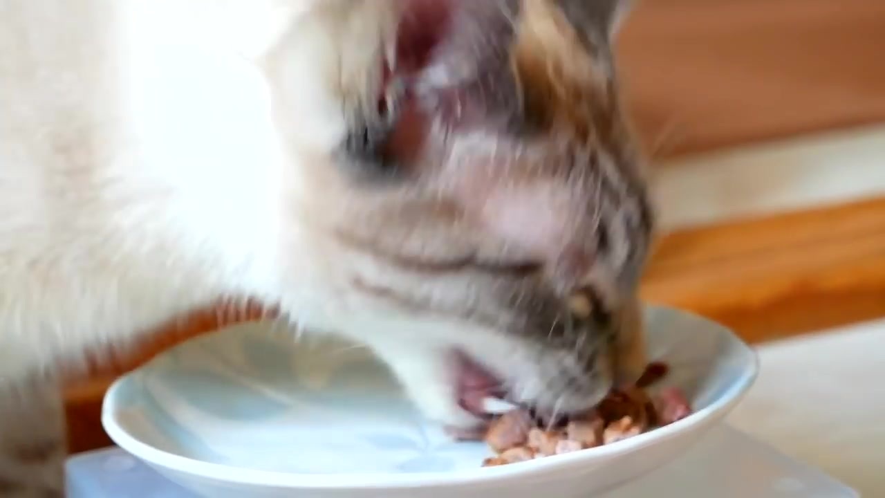 猫が初めてラム肉を食べた結果 ニコニコ動画