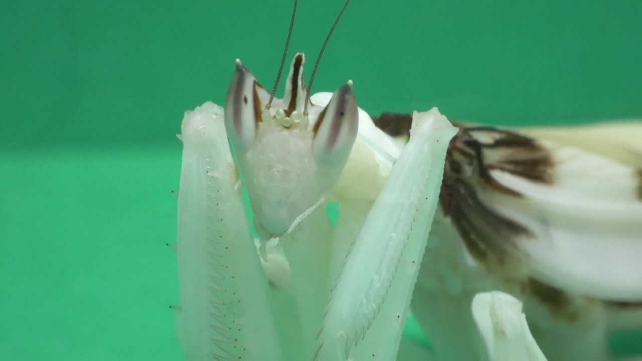 ハナカマキリ 生息地