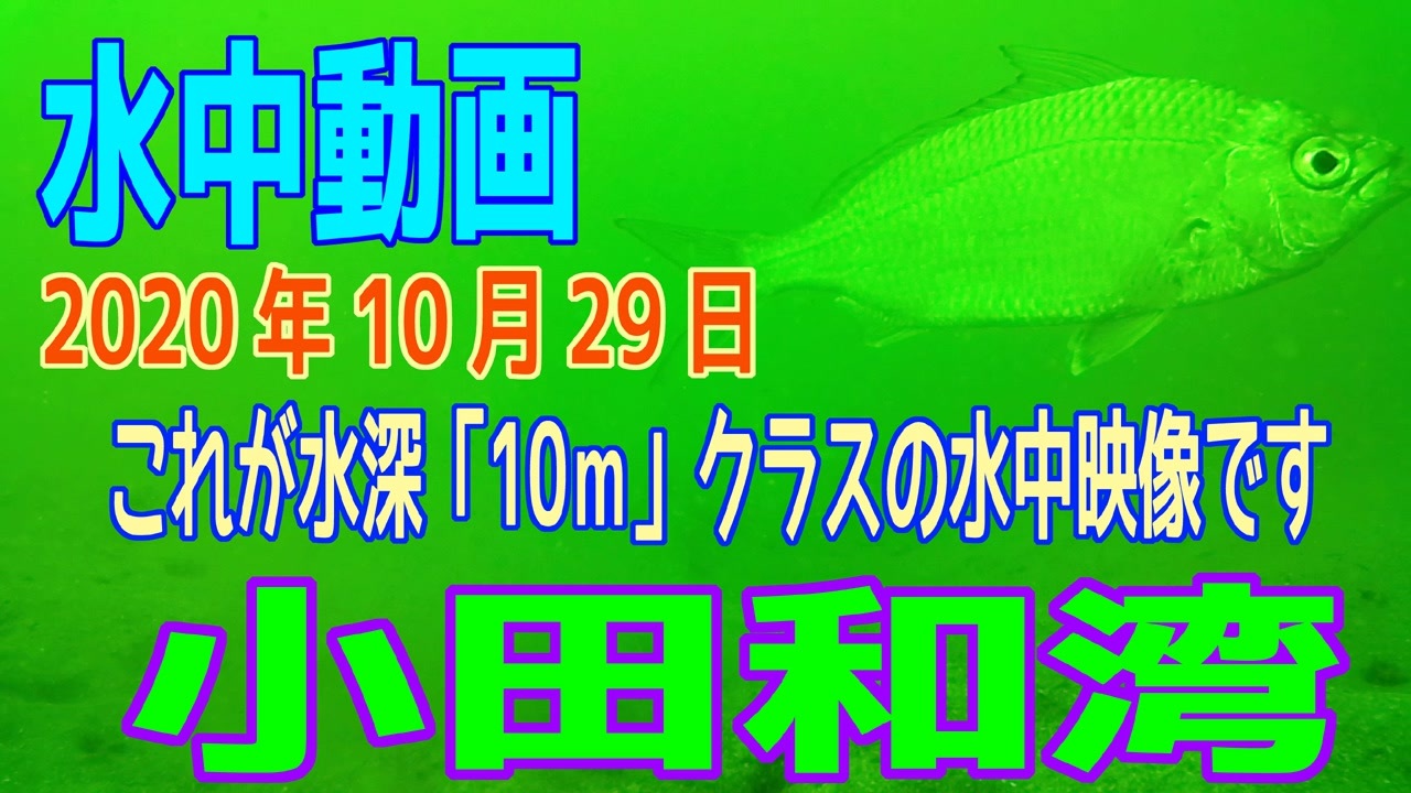 人気の 魚 動画 1 858本 46 ニコニコ動画