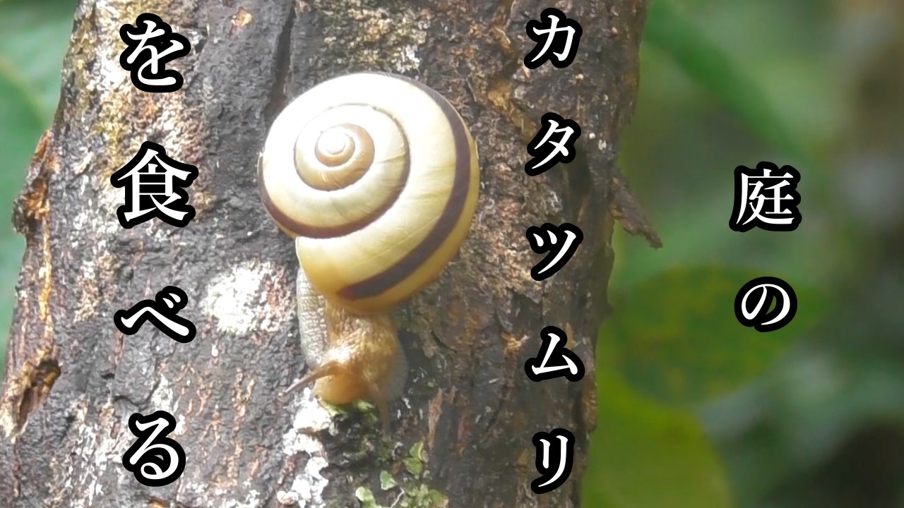人気の 自然 かたつむり 動画 27本 ニコニコ動画