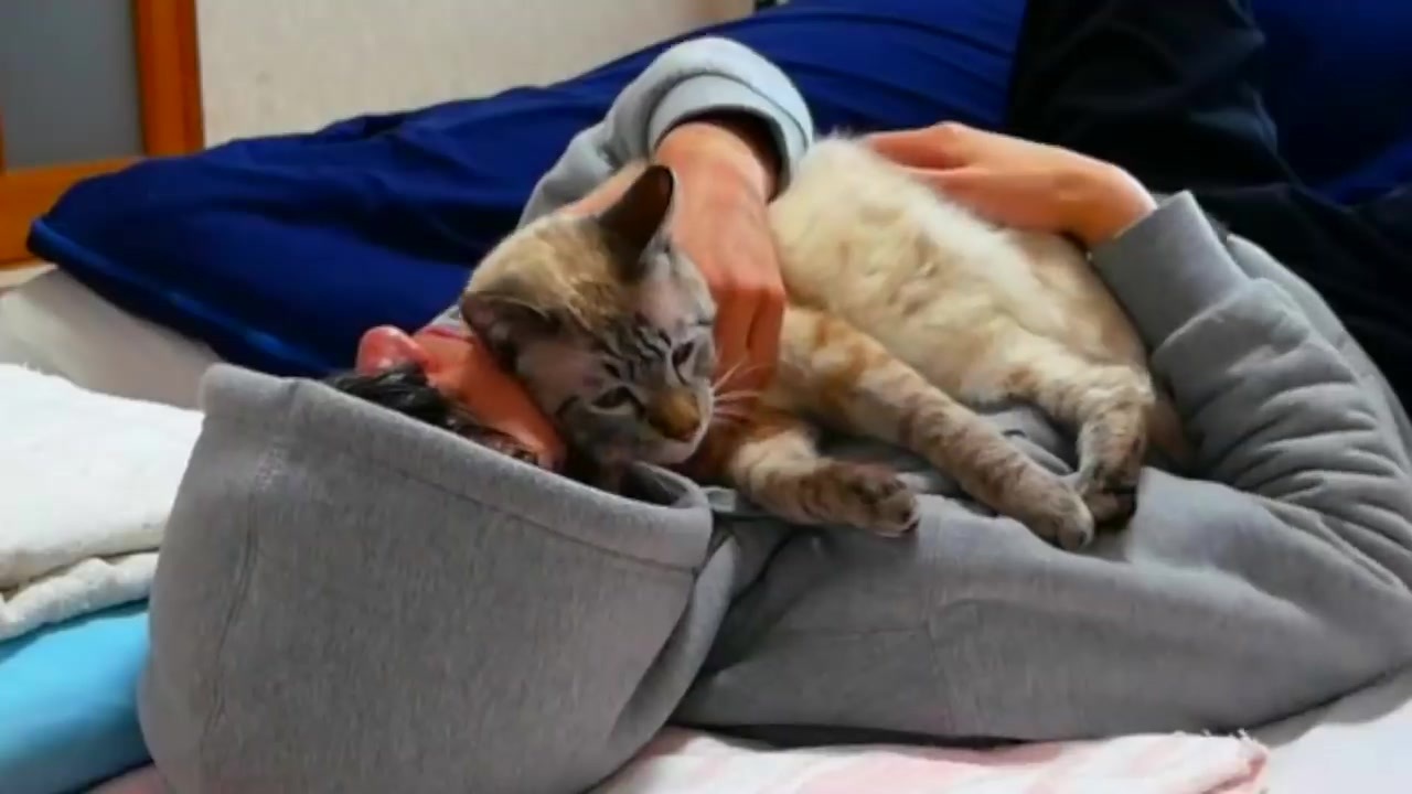 人気の ぬこ もふもふ動画 動画 1 237本 6 ニコニコ動画