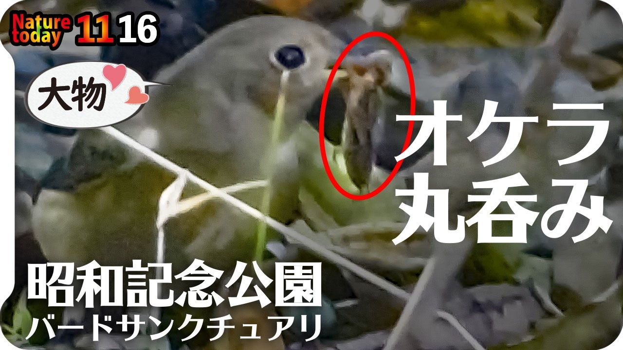 荒らし オケラ
