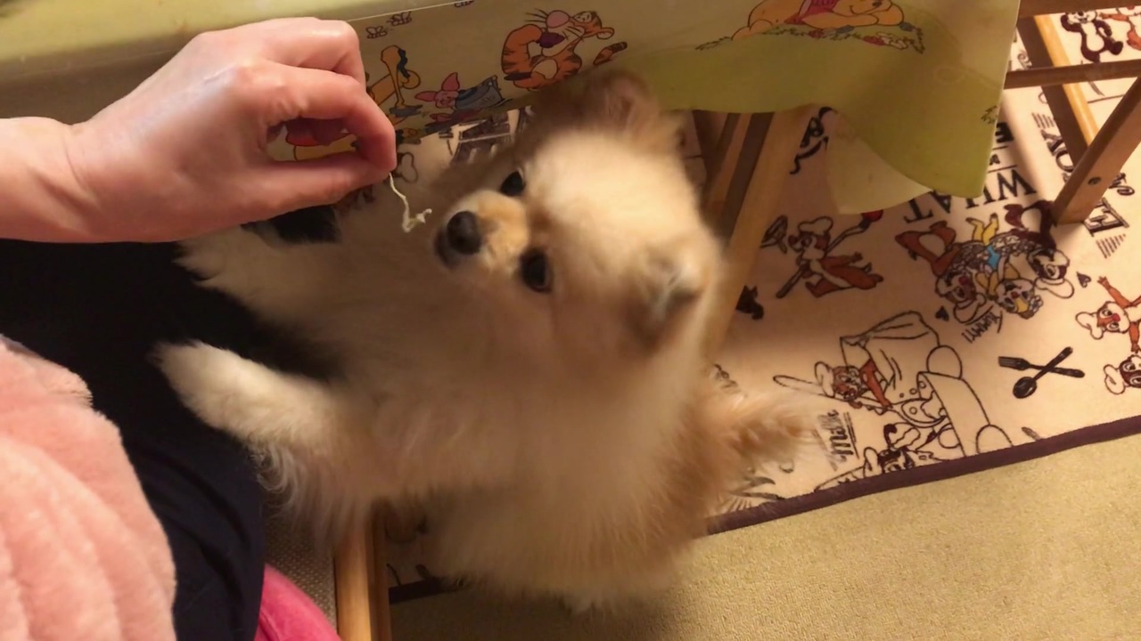 人気の 犬 犬 犬 動画 15 6本 34 ニコニコ動画