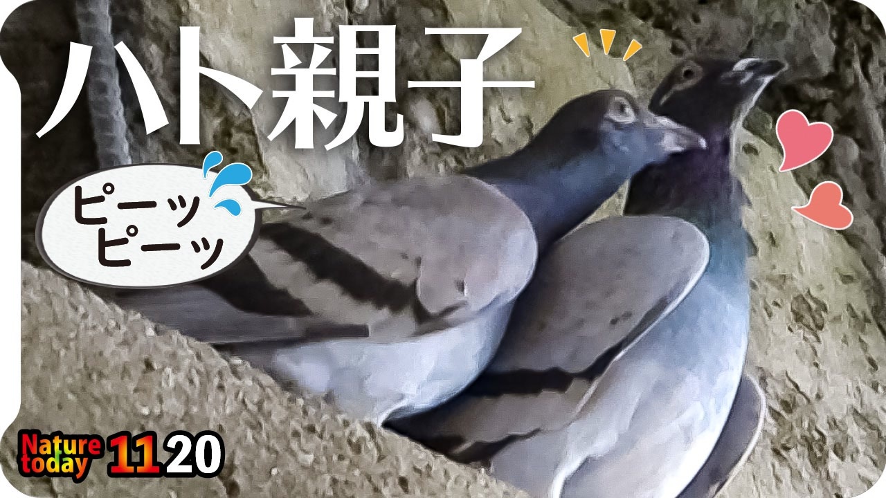 人気の 動物 交尾 動画 338本 6 ニコニコ動画