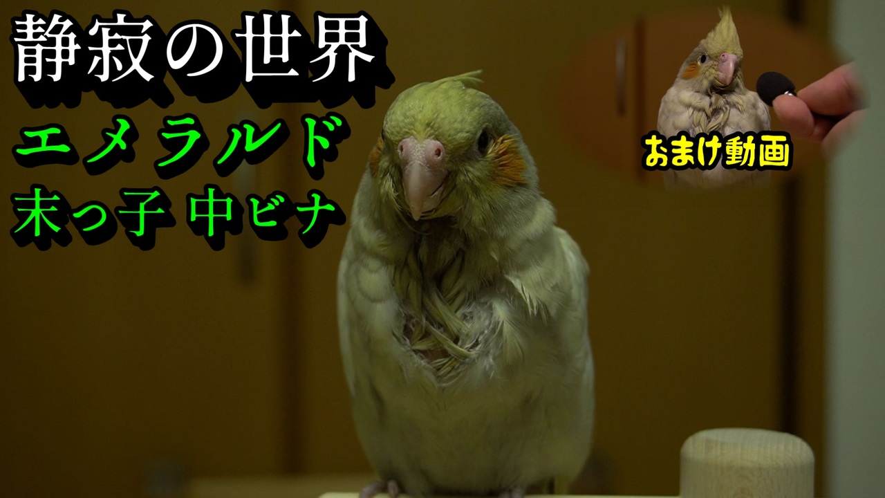 人気の 鳥 インコ 動画 2 364本 3 ニコニコ動画