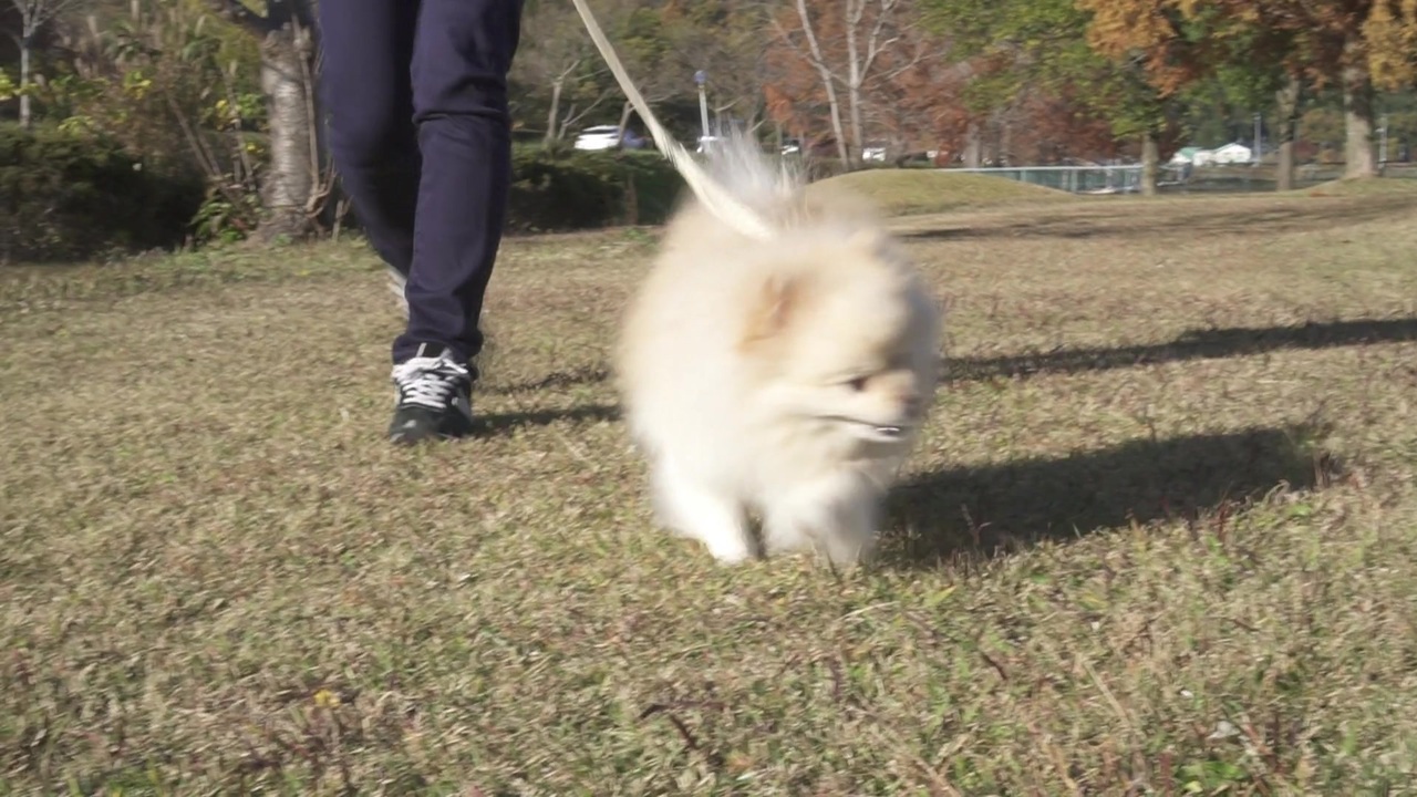 人気の わんわん動画 ポメラニアン 動画 166本 2 ニコニコ動画