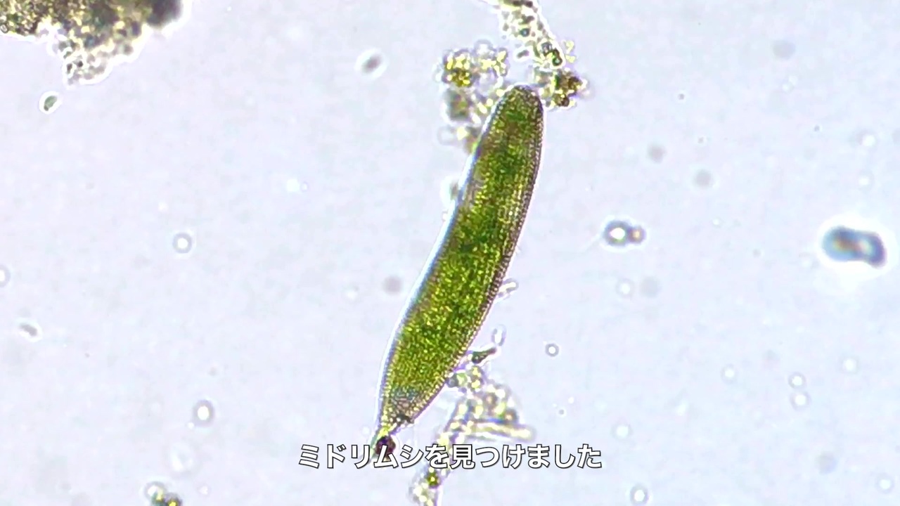 人気の 生物 動画 744本 11 ニコニコ動画