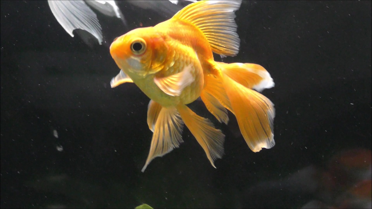 うちの金魚 ニモノさんの公開マイリスト ニコニコ