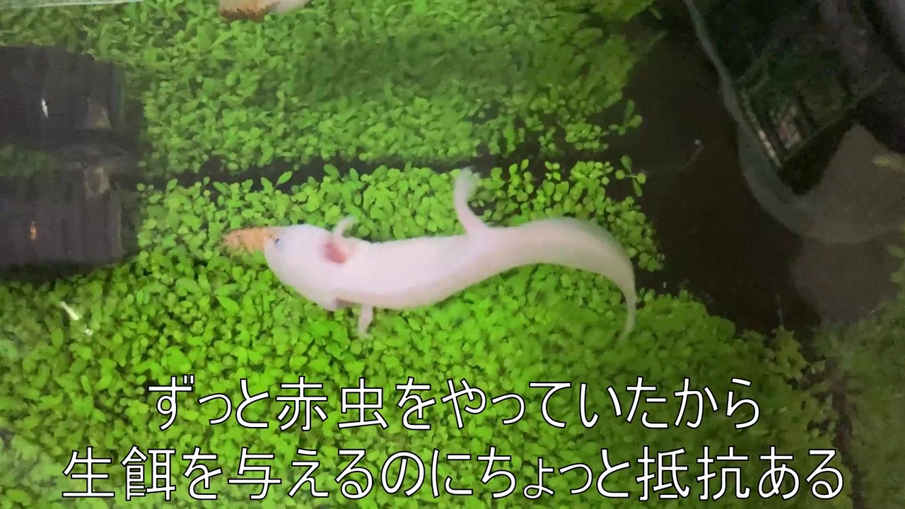 人気の 蜘蛛 動画 851本 ニコニコ動画