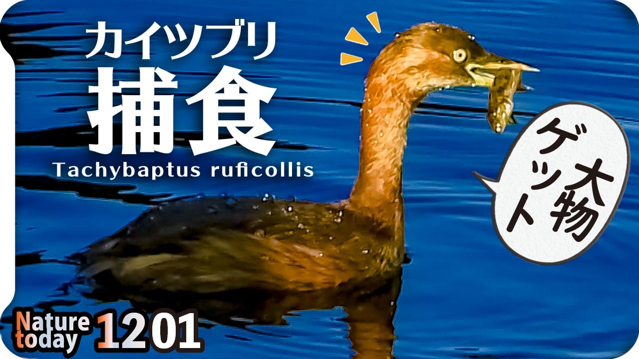 人気の 捕食 爬虫類 動画 223本 ニコニコ動画