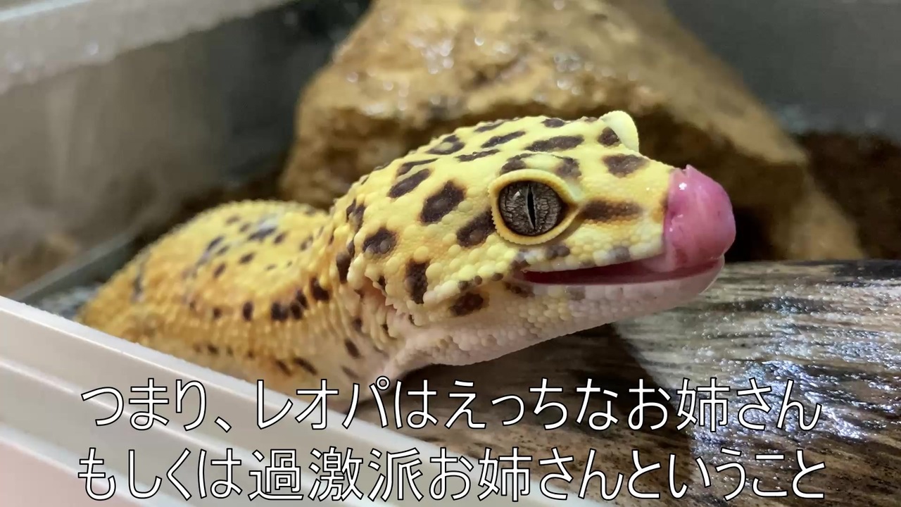 人気の ヒョウモントカゲモドキ 動画 915本 26 ニコニコ動画