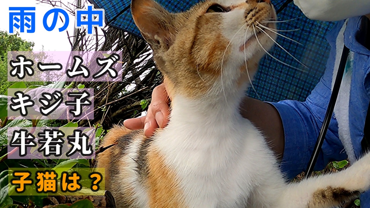 猫は濡れるのがお好き お風呂が嫌いなのは別の理由もあるのかも ニコニコ動画