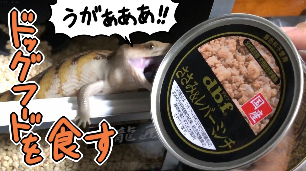 アオジタトカゲがドッグフードを食す - ニコニコ動画