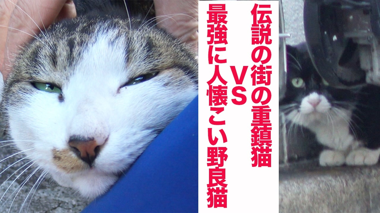 伝説の重鎮猫 最強に人懐こい野良猫と対決する ニコニコ動画