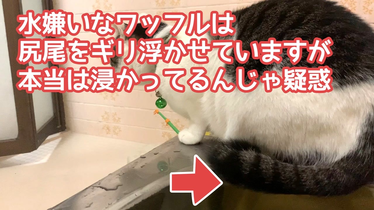 水嫌いの猫がギリ尻尾持ち上げてるけど実は浸かってるんじゃないか疑惑 ニコニコ動画