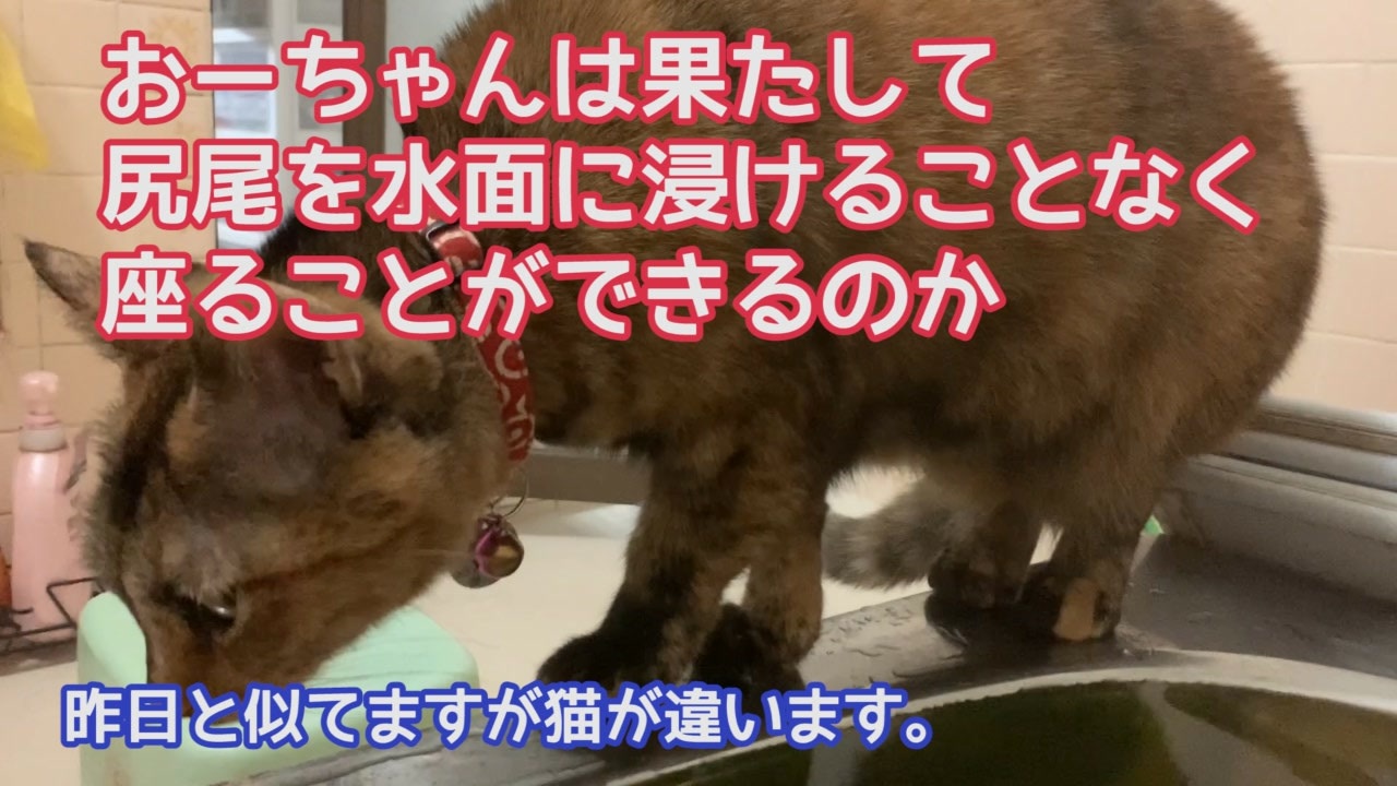 人気の 猫 お風呂 動画 42本 ニコニコ動画