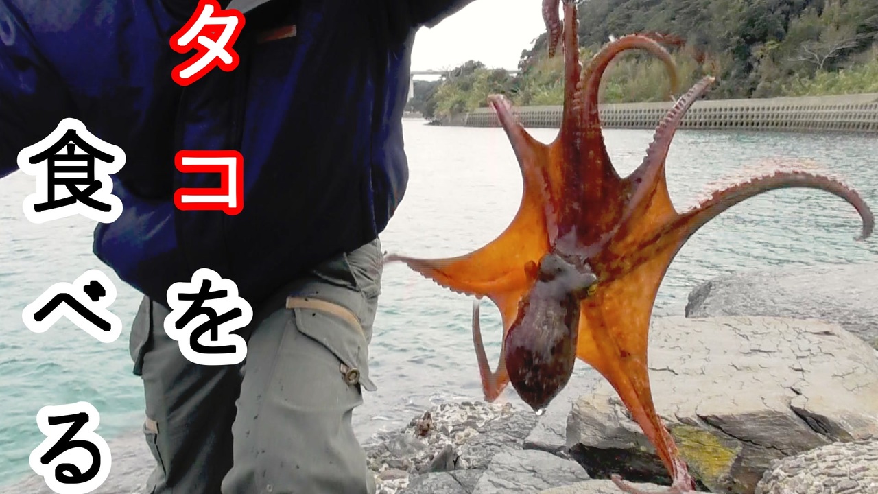 ぴ たこを釣って食べる たこ釣り たこ焼き ニコニコ動画