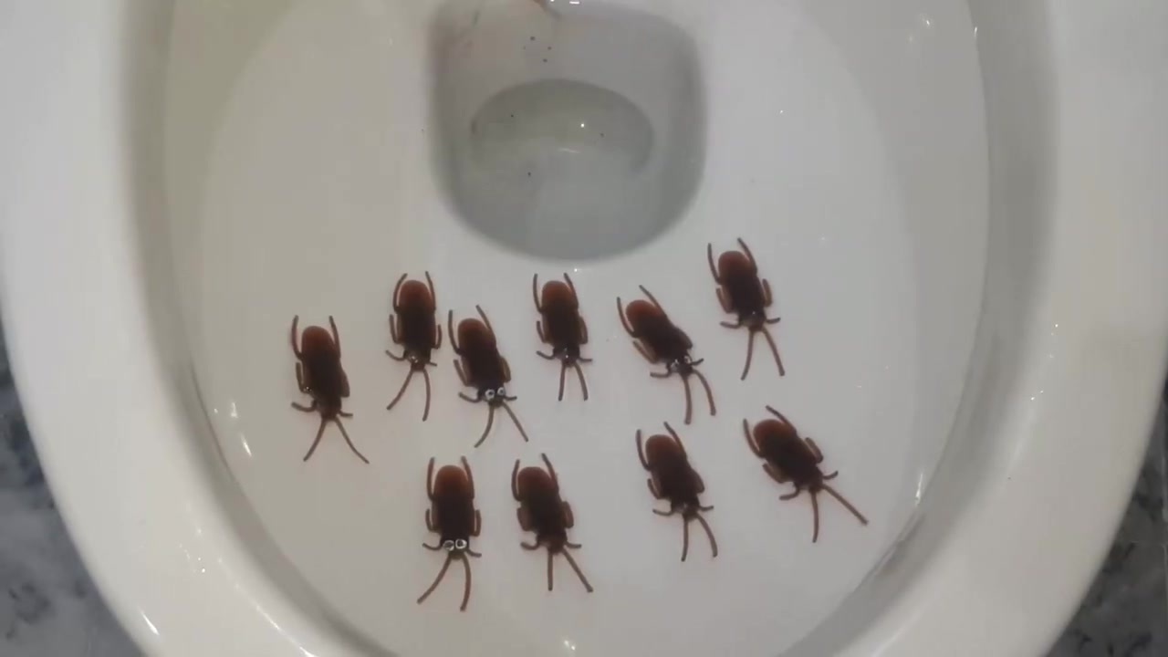 ゴキブリ トイレ に 流す