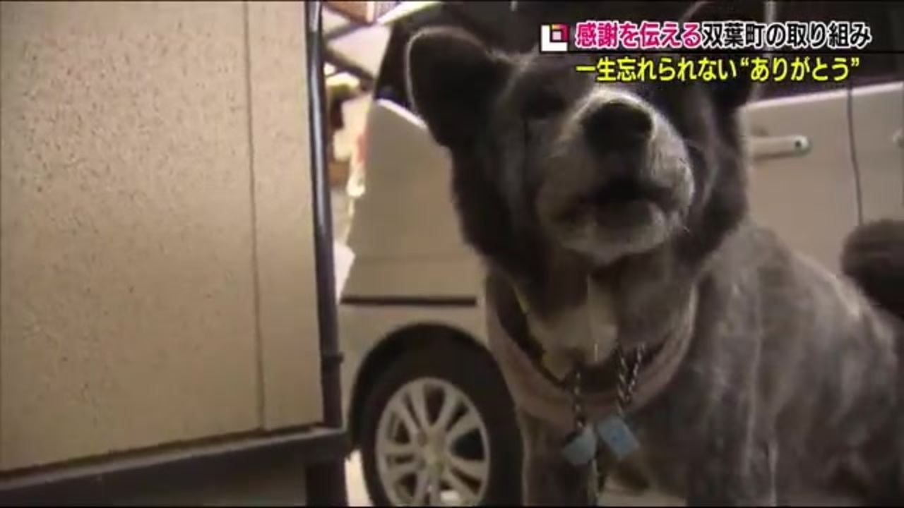 愛犬マルを助けてくれてありがとう 双葉町民の感謝の気持ちを伝えるプロジェクト 福島発 ニコニコ動画