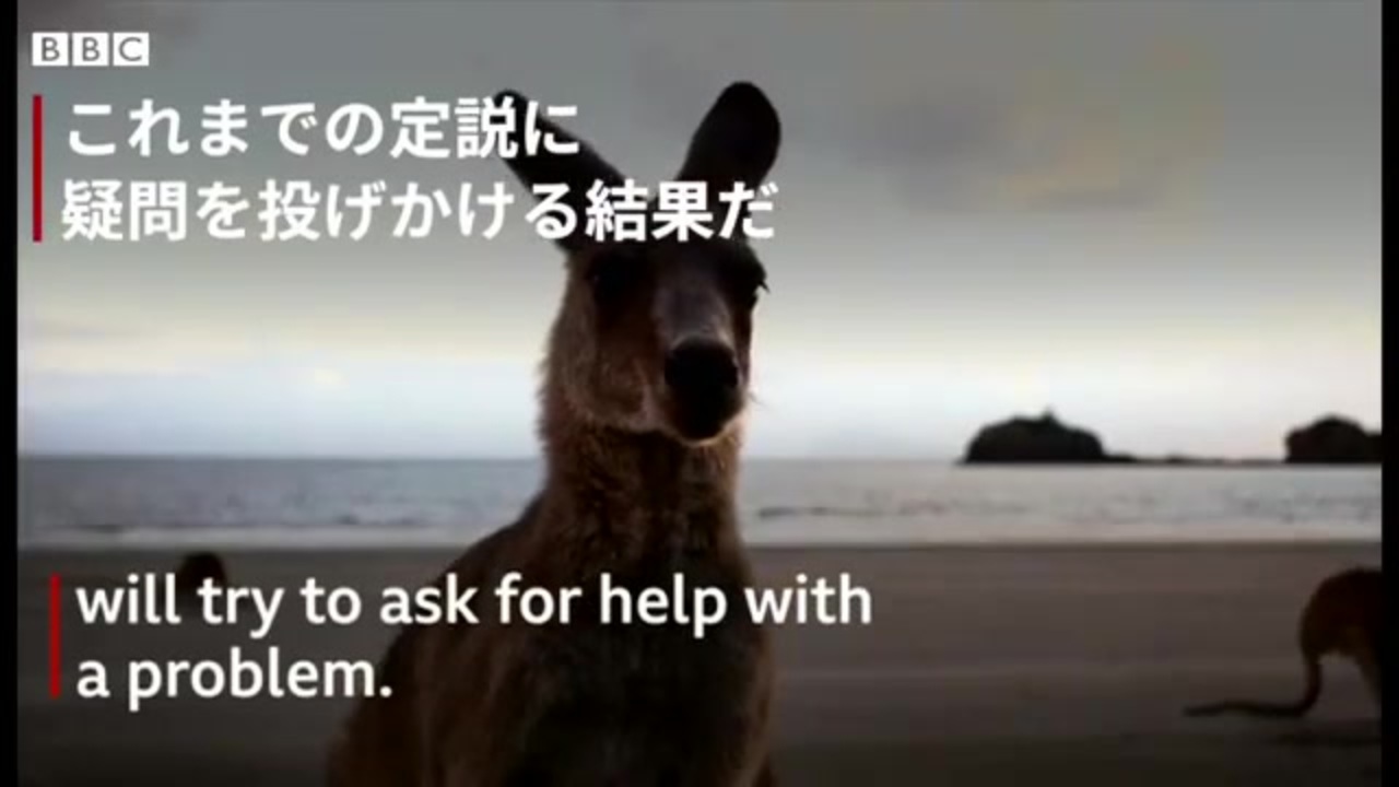 人気の カンガルー 動画 193本 2 ニコニコ動画