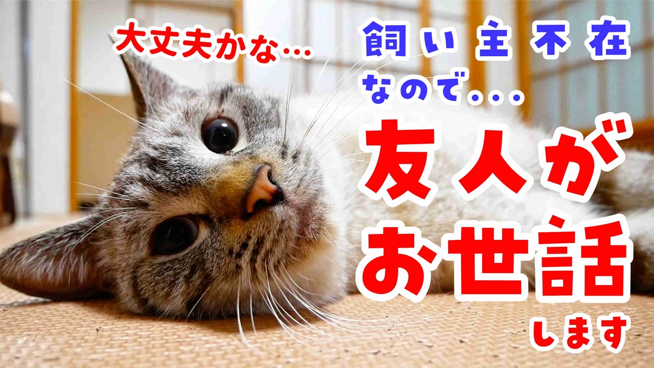 人気の ぬこ もふもふ動画 動画 1 237本 6 ニコニコ動画