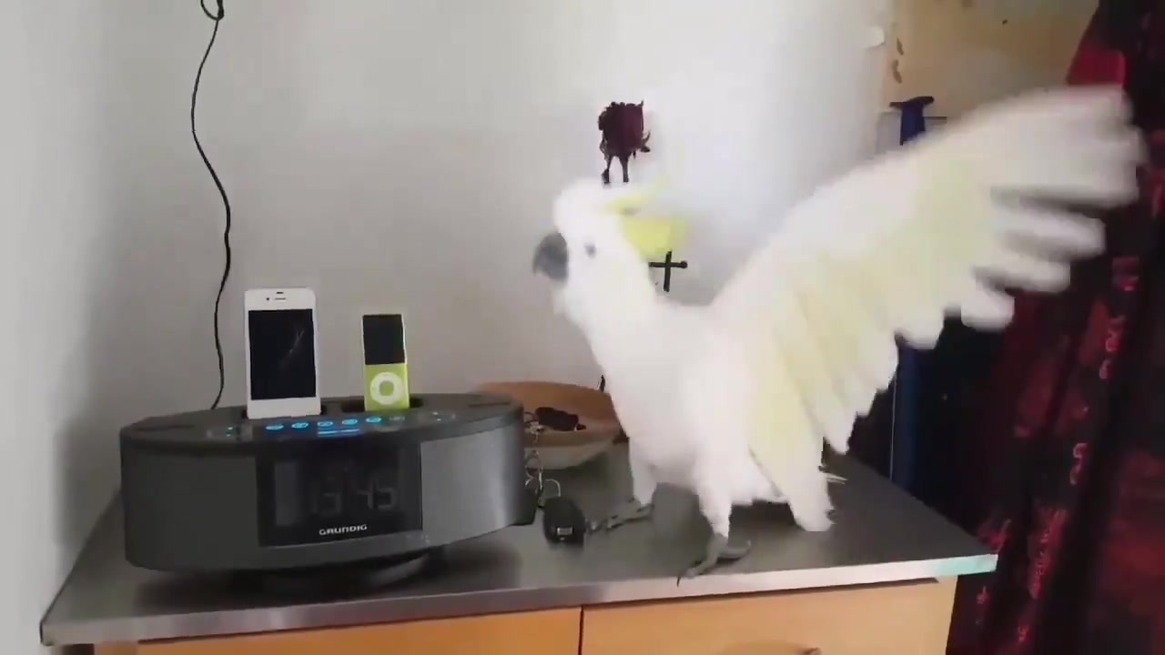 人気の オウム 動画 375本 12 ニコニコ動画