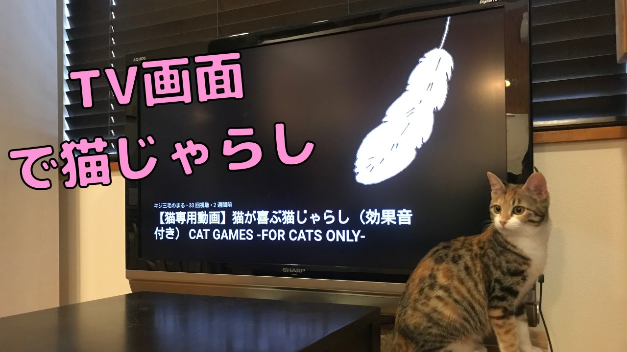 人気の 猫専用動画 動画 41本 ニコニコ動画