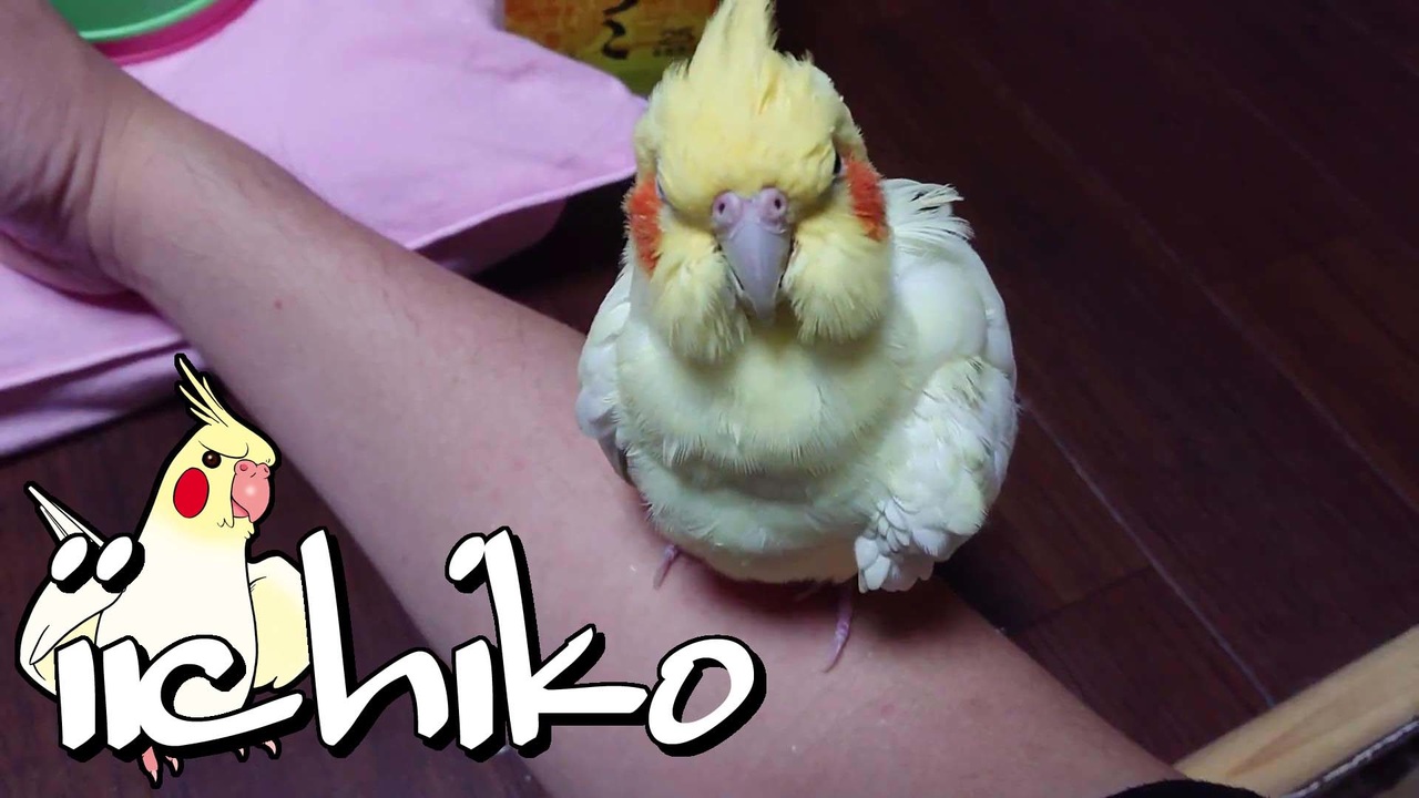 いいちこインコ いいちこインコ 花沢りん吉さんの公開マイリスト Niconico ニコニコ