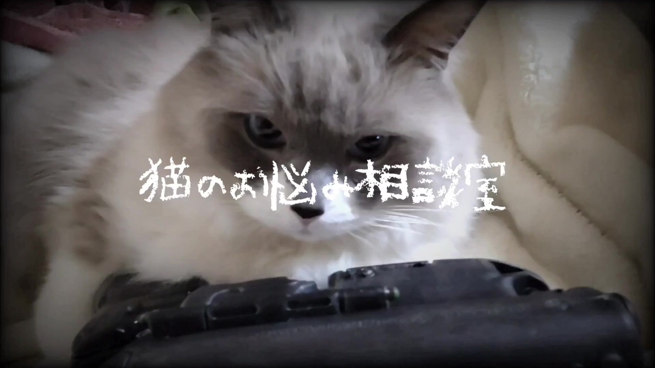 22年のクリスマス クリバンキャット 猫のクリスマスカード ジングルベル Shipsctc Org