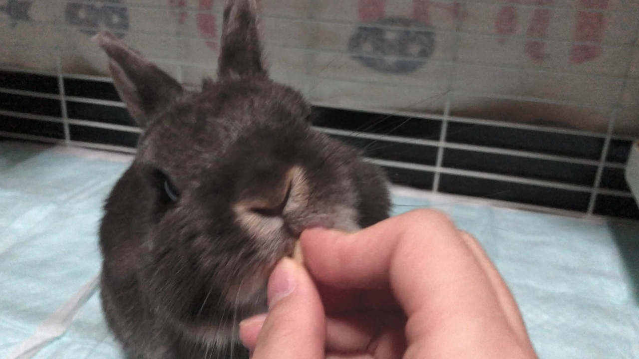 うさぎ バナナチップスクラッシャー 咀嚼 ニコニコ動画